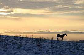 Equus caballus (Horse)