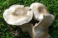 Agaricus californicus