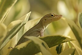 Anolis marmoratus (Leopard Anole)