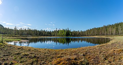 Svärmorstjärnen.