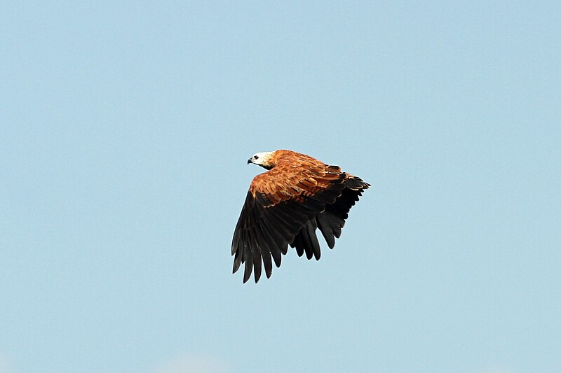 File:Black-collared Hawk - Flickr - GregTheBusker (1).jpg