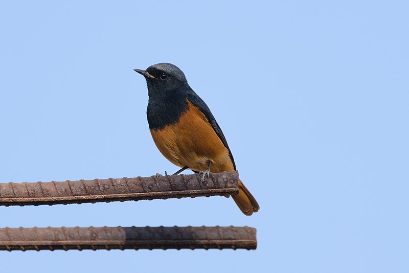 File:Black redstart at Nasirpur, Patiala 03.jpg