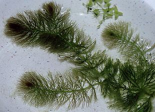 Tornløs Hornblad (Ceratophyllum submersum) Foto: Christian Fischer