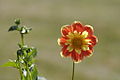 Dahlia variabilis