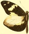 D. c. virgo male