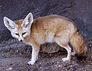 Fennek (Vulpes zerda) im Zoo von Norfolk (Virginia)