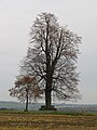 Deutsch: Die Pfarrlinde im Herbst English: Pfarrlinde in autumn