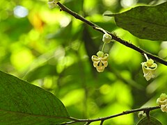 Goniothalamus meeboldii flower.jpg