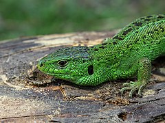 Lacerta agilis macho na época da reprodución