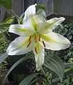 Lilium auratum var. virginale