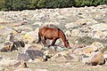 * Nomination Horse in Petroglyph Museum of Cholpon-Ata, Kyrgyzstan --Bgag 05:54, 1 January 2024 (UTC) * Promotion  Support Good quality. --Plozessor 07:02, 1 January 2024 (UTC)