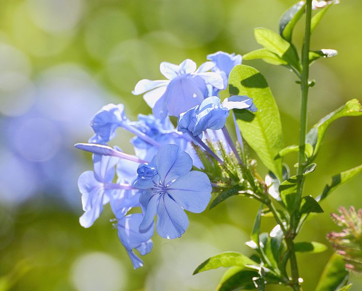 File:Plumbago auriculata, Jan Celliers Park.jpg