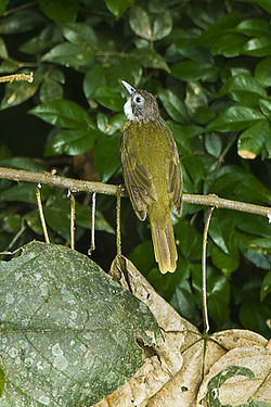 Punapyrstöbulbuli (Criniger calurus)