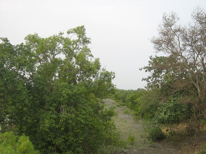 File:Sundarban , delta , forest 02.jpg