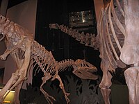 Elaf Saurophaganax nilü elaf Apatosaurus.