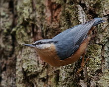 Sitta europaea -Rouge Cloitre estate, Sonian Forest, near Brussels, Belgium-8.jpg