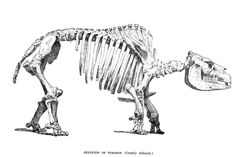 File:ToxodonLyd2.png