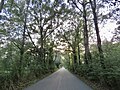 Trees over the road.