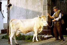 Vache lourdaise tenue par François Sarthe, dit François de Passet, à Bourréac, vers 1966