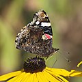 * Nomination: Red Admiral (Vanessa atalanta), Oybin, Germany --LC-de 21:42, 18 August 2013 (UTC) * * Review needed