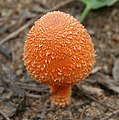 Agaricus trisulphuratus