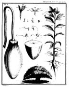 Adanson 1763 baobab planche 2.png