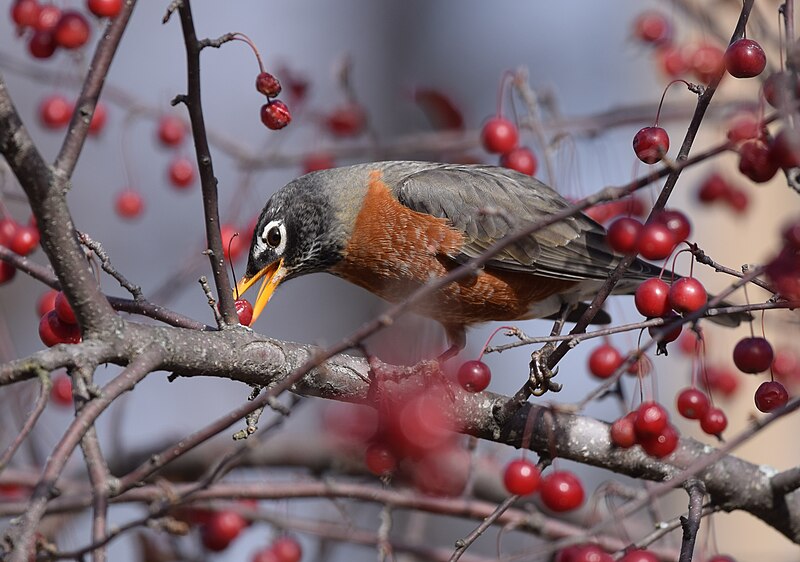 File:American Robin - 23251442035.jpg