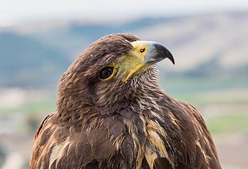 Primeiro plano de um exemplar de águia-real (Aquila chrysaetos) em cativeiro em Arcos de la Frontera, província de Cádis, Espanha. (definição 6 496 × 4 444)