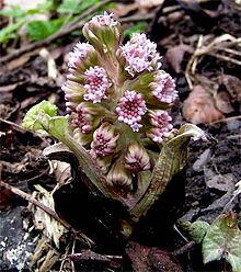 Petasites hybridus