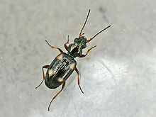 Bembidion quadrimaculatum