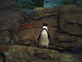 Blackfooted Penguin