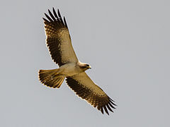 Aigle botté en vol.