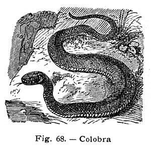 Colobra