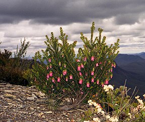 Darwinia leiostyla