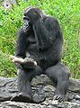 Western Lowland Gorilla (Gorilla gorilla gorilla)