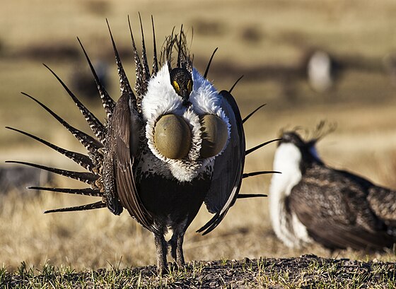 Photographie d’un oiseau de face.