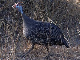 Kaskonumido (Numida meleagris)