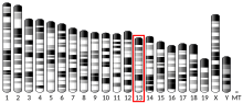 Ideogram house mouse chromosome 13.svg