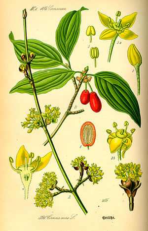 Cornus mas, ilustracija