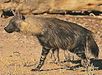 hyena