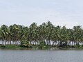 Kavvayi Backwaters, Kannur