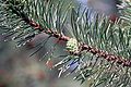 A branch of lodgepole pine in North Dakota.