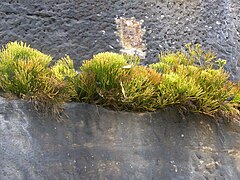 Psilotum nudum poussant sur la roche de la maison de l'Opéra de Sydney (forecourt to the south on Hawkesbury Sandstone) (Australie).