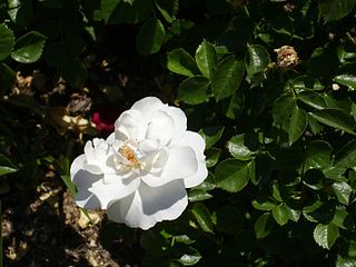 'Diamond Border', 2002