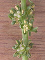 Flowers (sugar beet)