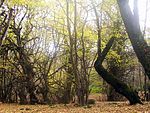 Skog i östra Mazandaran