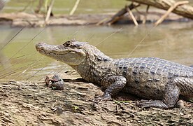 Spectacled caiman