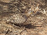 Black-faced sandgrouse is coloured like its desert background.