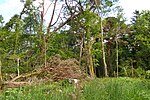 Thumbnail for File:Woodland at Kilhaha - geograph.org.uk - 5805400.jpg