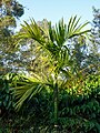 Areca sapling, Coorg, India